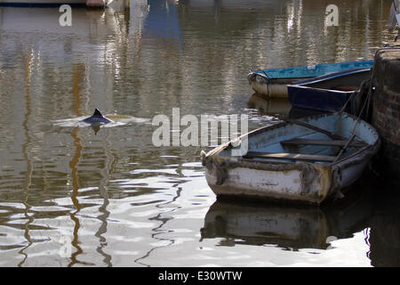 Ein Baby Delphin wurde in der Marina an Gravesend Promenade eingeschlossen.  Das Kind steckt im Hafen und seine Mutter versucht, es aus der Themse zu erhalten. Der Port of London Authority sind anwesend und sie hoffen, es wird zum Schwimmen bei Flut morgen früh Featuring: Dolphin wo: Kent, Großbritannien: 29. April 2013 Stockfoto