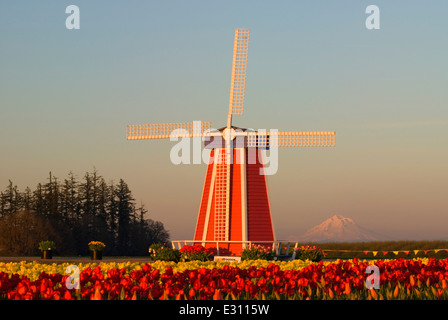 Windmühle mit Mt. Hood über Tulpe Feld, hölzerne Schuh Bulb Co., Clackamas County, Oregon Stockfoto