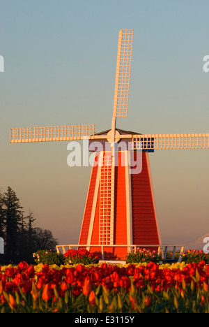 Windmühle über Tulpe Feld, hölzerne Schuh Bulb Co., Clackamas County, Oregon Stockfoto