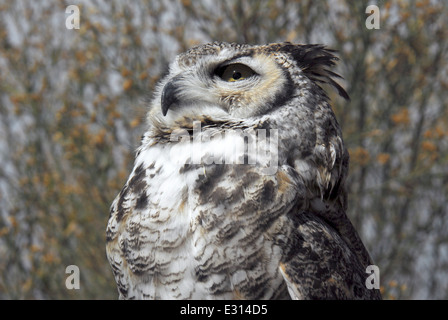 Seitenansicht der Virginia-Uhu. Stockfoto