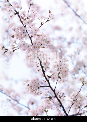 Nahaufnahme der Kirsche blüht, blühende japanische Kirsche Baum Blumen künstlerischen Hintergrund Stockfoto