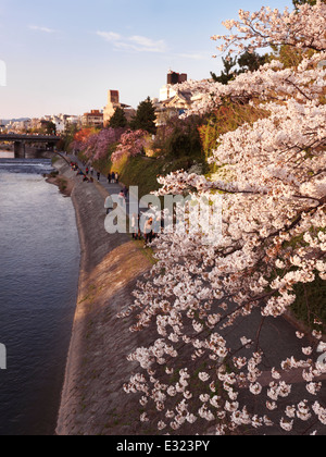 Kirschblüte am Ufer des Kamo-Flusses in Kyoto, Japan 2014 Stockfoto