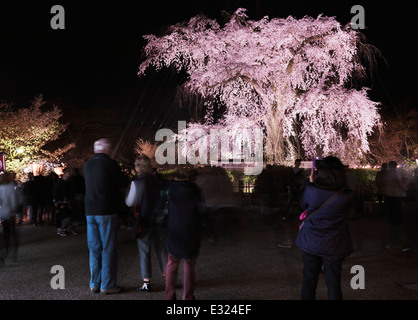 Weinend Kirschbaum, Shidarezakura, nachts beleuchtet im Maruyama-Park, Gion, Kyoto, Japan 2014 Stockfoto