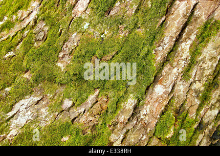 Verwitterte Baumrinde mit Rissen auf closeup Stockfoto