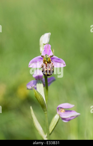 Ophrys Apifera. Biene Orchidee in einer Wildblumenwiese. Stockfoto