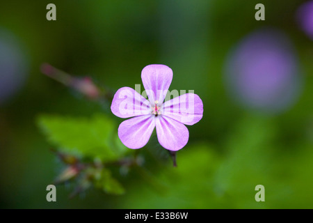 Geranium Robertianum. Robert Kraut Blüte. Stockfoto