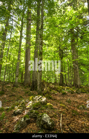 Sonnenlicht scheint durch die Kronen der Alten Bäume in EINEM Wald in Österreich Stockfoto