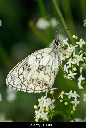 Marmoriert weiß Schmetterling - Melanargia Galathea auf Hedge-Labkraut - Galium mollugo Stockfoto