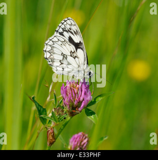 Marmoriert weißen Schmetterling - Melanargia Galathea Fütterung auf rotem Klee - Trifolium Pratense Stockfoto