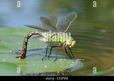 Kaiser-Dragonfly - Eiern Anax Imperator weibliche Verlegung auf schwimmenden vegitation Stockfoto