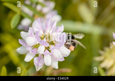 Eine wilde Hummel sammeln Pollen auf einer Blume rosa Klee Stockfoto