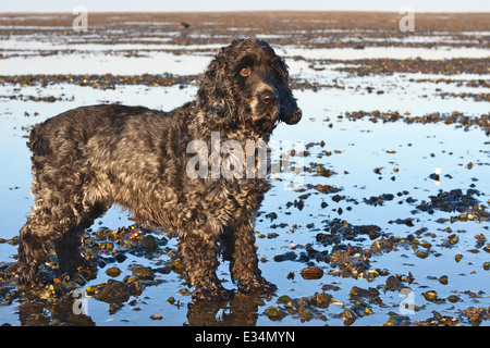 Ein englischer Cocker Spaniel stehen und blickte hinter die Kamera an einem steinigen Strand in Schottland.  Die Springflut ist ein langer Weg nach draußen. Stockfoto