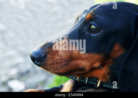 Dackel-Porträt Stockfoto