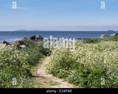 Küstenpfad an der Nordsee in Jæren Norwegen, Kuh Petersilie Linien den Trail im Frühsommer Stockfoto