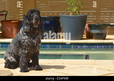 Ein englischer Cocker Spaniel sitzend am Pool Stockfoto