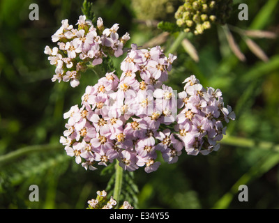 Achillea Millefolium, gemeinsame Schafgarbe, hier mit rosa Blumen auf einer Wiese in Oslo Norwegen Stockfoto