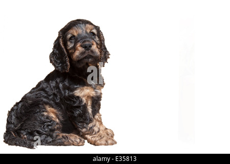 Cocker Spaniel Welpen Stockfoto