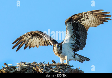 Fischadler auf Nest, Pandion Haliaetus, Sea Hawk, Fischadler, Fluss Hawk, Hawk Fisch, Raptor, Chaffee County, Colorado, USA Stockfoto
