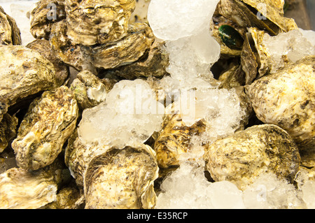 Frische Austern auf Eis, Meeresfrüchte-Nahaufnahme Stockfoto