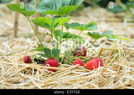 Fragaria Ananassa. Erdbeere 'Buddy' Früchte Reifen an der Pflanze auf einem Bett aus Stroh in einen englischen Garten Stockfoto