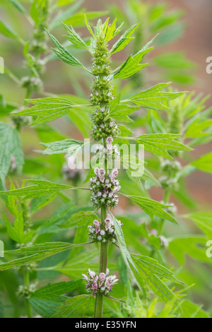 Cardiaca Herzgespann. Motherwort in Blüte Stockfoto