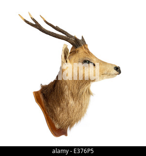 Schulter-Mount eines männlichen Hirsches (Hirsch/Buck) Stockfoto