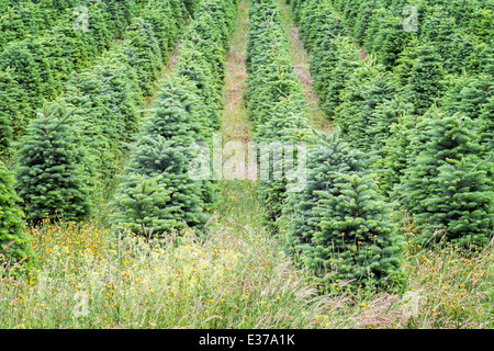 Zeile des Weihnachtsbäume gepflanzt eine Baumschule im Willamette Valley, Oregon Stockfoto