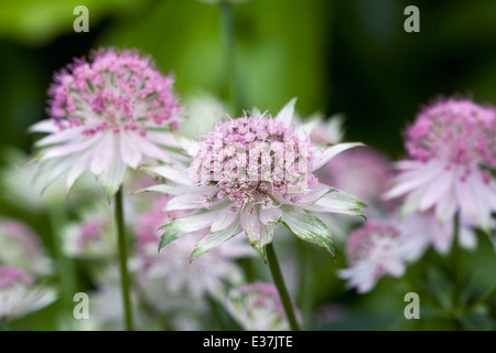 Astrantia große. Meisterwurz Blumen. Stockfoto