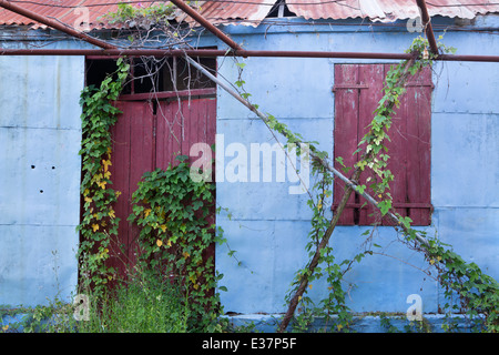 Eine alte blau Metallic Schuppen mit einem gewölbten Dach und roten Holztür in Katelios fällt unter eine Schlingpflanze. Stockfoto