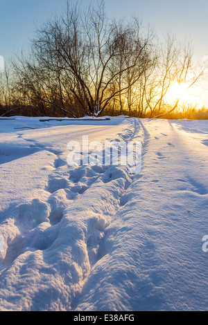 Spuren im Tiefschnee und ein Baum am Horizont. Winterlandschaft bei Sonnenuntergang Stockfoto