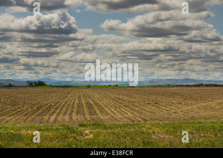 Neu gepflanzte Mais-Feld im östlichen Oregon.  Hermiston, Oregon Stockfoto