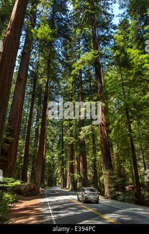 Auto fahren durch die Redwoods auf Avenue of Giants, Humboldt Redwoods State Park, Nord-Kalifornien, USA Stockfoto