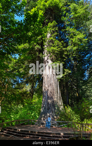 Paar vor der Big Tree, einen riesigen Coast Redwood (Sequoia Sempervirens), Redwood National und State Parks, Kalifornien, USA Stockfoto