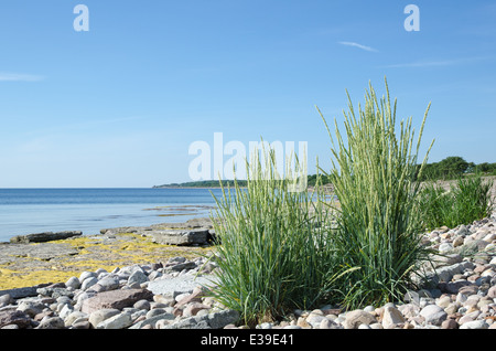 Lyme-Rasen bei einer sonnigen flachen Felsenküste der Ostsee auf der schwedischen Insel Öland Stockfoto