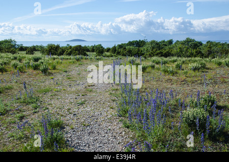 Blaue Blumen auf dem Fußweg zum Strand auf der schwedischen Insel Öland Stockfoto