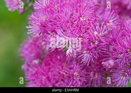 Thalictrum Aquilegifolium. Größere Wiese Rue wächst in einem englischen Cottage-Garten. Stockfoto