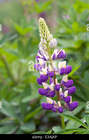 Lupinus 'The Governor"in einem englischen Garten. Stockfoto