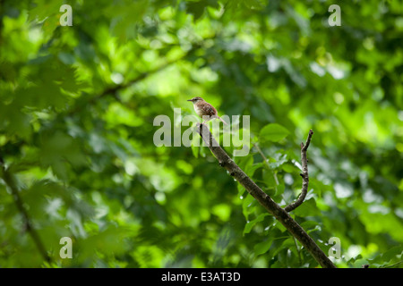 Bewick ´s Wren (Thryomanes Bewickii) auf AST - Virginia USA Stockfoto