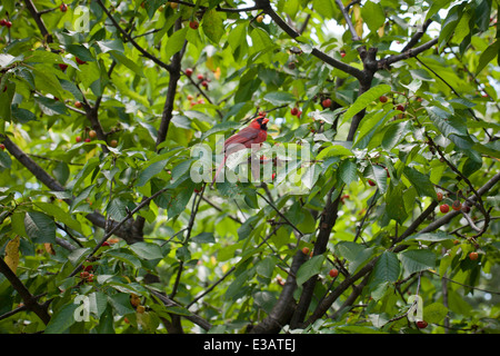 Nördlichen Kardinal (Cardinalis Cardinalis) Männchen im Baum - USA Stockfoto