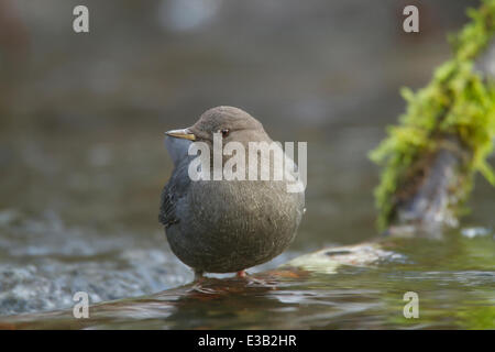 American Dipper, Cinclus Mexicanus, Victoria, BC, Kanada Stockfoto