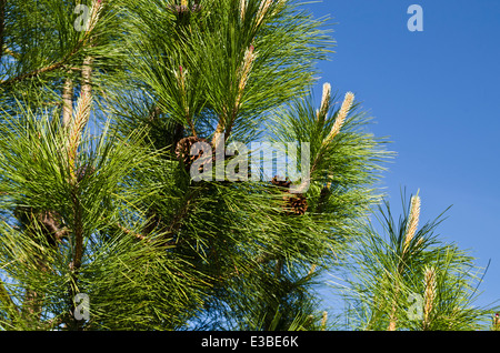 Ponderosa Pinien (Pinus ponderosa) Zweigen gegen den blauen Himmel in der Okanagan Gegend von British Columbia, Kanada. Pinien in BC. Stockfoto