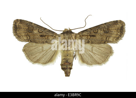 Lepidoptera; Noctuidae; Agrotis Clavis; Ufnagel 1766; Herz und Club Stockfoto