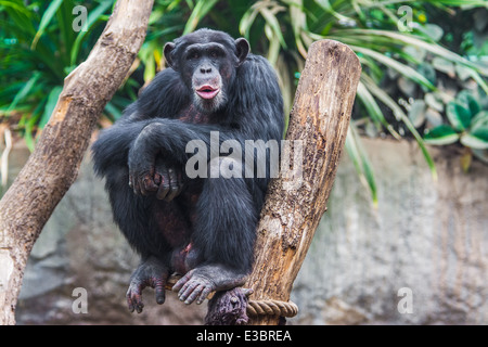 Westliche Schimpanse (Pan Troglodytes Verus) verbringt seine Zeit in einem Baum Stockfoto