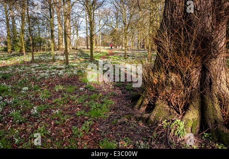 Frühling-Licht auf die Bäume und Schnee fällt in Burton Agnes Hall, in der Nähe von Driffield Stockfoto