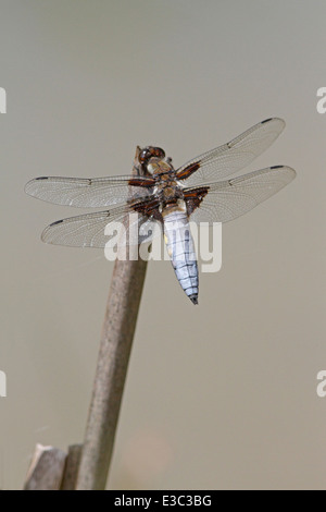 Breit-bodied Chaser Libelle Stockfoto