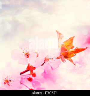 Kirschblüte mit schönen rosa Hintergrund. Stockfoto