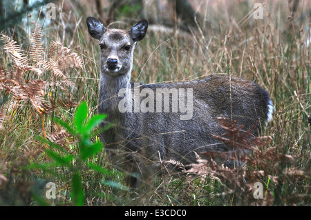 Sika Hirsch Cervus Nippon Säugetier Säugetiere Tier wilde Tierwelt Natur Stockfoto