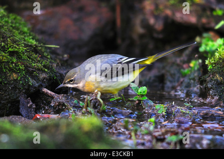 graue Bachstelze Motacilla Cinerea Vögel wildlife Stockfoto