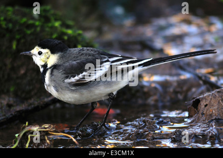 pied Bachstelze Motacilla Alba Vogel Wasser Wasser Stockfoto