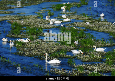 Höckerschwäne am Fluss Stour an Crawford Brücke, Spetisbury, Dorset, Großbritannien Stockfoto